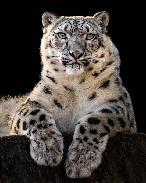 Retrato Frontal Leopardo Neve Contra Fundo Preto — Fotografia de Stock