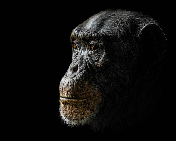 Портрет шимпанзе на чёрном фоне
