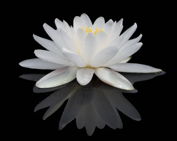 Water Lily Reflected Against a Black Background