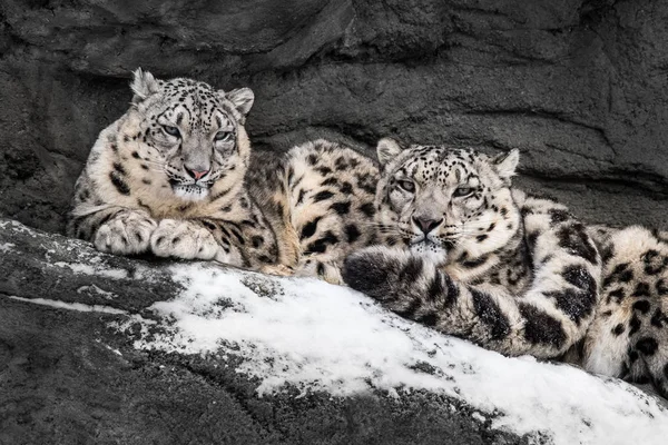 Pair Snow Leopards Cuddling Warmth Stock Image