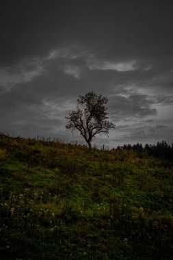 Tepedeki yalnız ağaç. Arka planda kara gökyüzü.