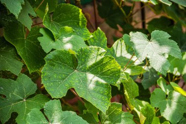 Sarımsı damarları olan yeşil üzüm yaprakları, yakın plan, düşen güneş ışığı. Küçük bir bahçedeki bitki örtüsü. Parlak doğal arkaplan