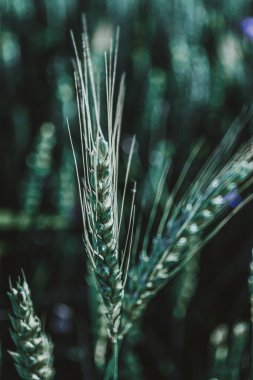 Tarlada yetişen çavdar yeşili. Çavdar ekmeği yakın. Yaz.