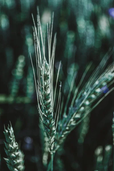 Tarlada yetişen çavdar yeşili. Çavdar ekmeği yakın. Yaz.