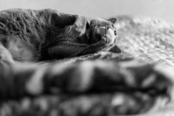 Portrait of an elegant slender Russian Blue Cat. Black and white photo, — Stock Photo, Image