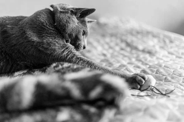 Porträt einer eleganten, schlanken russischen Blaukatze. Schwarz-Weiß-Foto, — Stockfoto