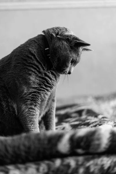 Портрет витонченого стрункого російського синього кота. Чорно-біле фото, — стокове фото