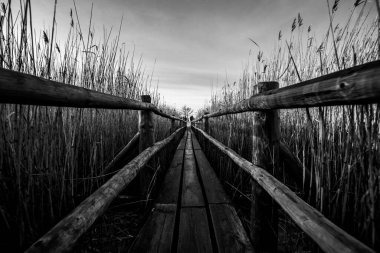 Sazlıkların ortasındaki ahşap patika. Siyah ve beyaz.