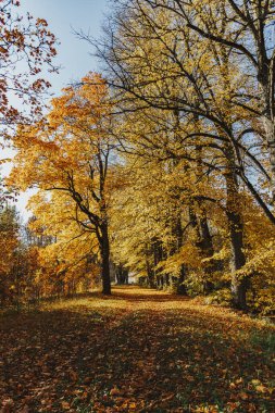 Güzel Renkli Sonbahar Yaprakları Koleksiyonu: Yeşil, sarı, turuncu, kırmızı. Güneşli bir gün.