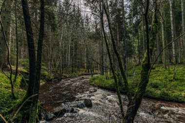 İlkbahar sahnesinde orman nehri kayası