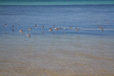 Bir grup kuş güneşli bir günde denizin üzerinde alçaktan uçuyor.