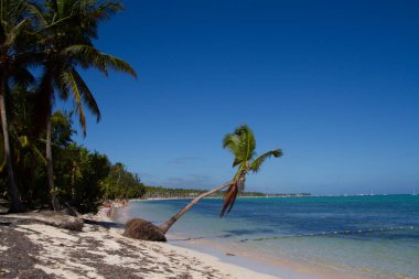 İnsanlar güneşli bir günde kumsalda güneşli bir sahilde palmiye ağaçları ve turkuaz deniz suyuyla güneşleniyorlar.