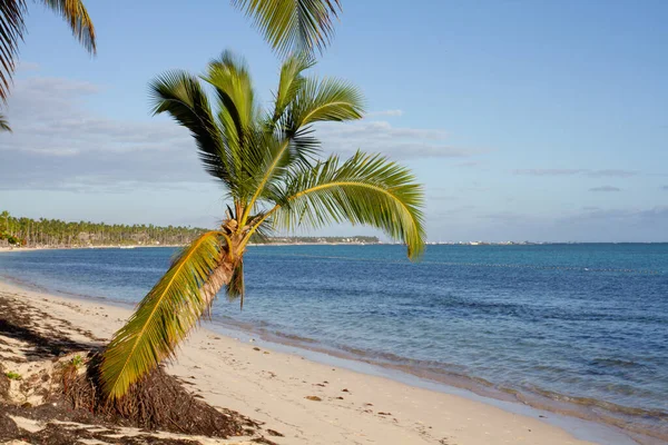 Небольшая Пальма Посреди Белого Песчаного Пляжа Бирюзовой Морской Воды Солнечный — стоковое фото
