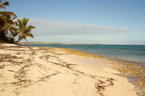 阳光普照的白沙滩 在平静的大海前 长着海藻和棕榈树 — 图库照片