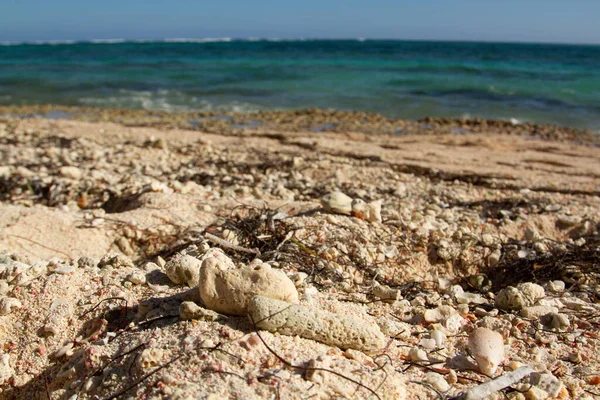 Сухие Белые Коралловые Камни Песке Пляжа Белым Песком Солнечный День — стоковое фото