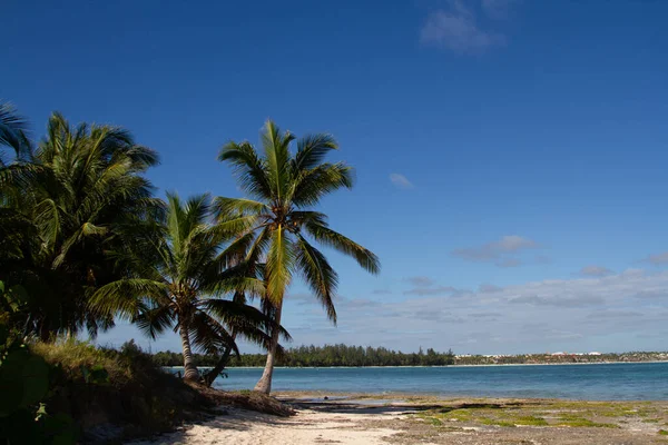 白い砂浜と晴れた日に海岸線の景色を望むターコイズブルーの海の水の真ん中にヤシの木 — ストック写真