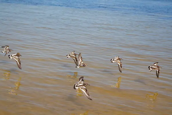 Skupina Bílých Černých Ptáků Letících Nízko Nad Mořem Slunečného Dne — Stock fotografie