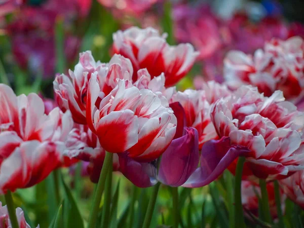 Canadian Red and White Tulips. Beautiful bouquet of tulips. Colorful tulips. Tulips in spring.