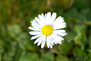 Bahçede bir çiçek