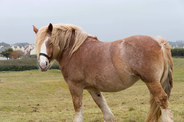 Ein Pferd Auf Einer Weide — Stockfoto