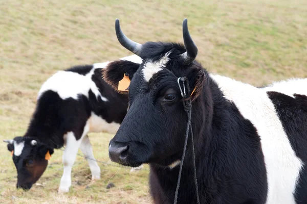 Vacas Prado — Foto de Stock