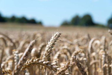 Bir mısır tarlası ve çiftlik