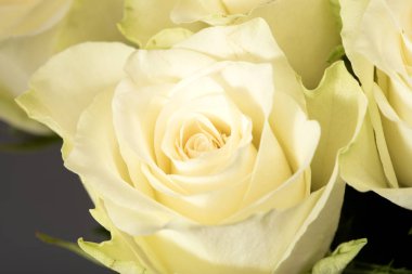 Taze, beyaz gül yakın çekim