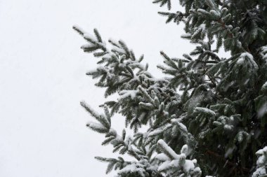 Kış, kar ve karlı ağaç