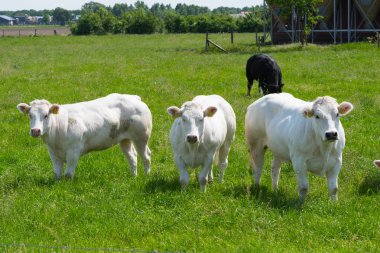 Bir arazide bir çiftlikte inekler