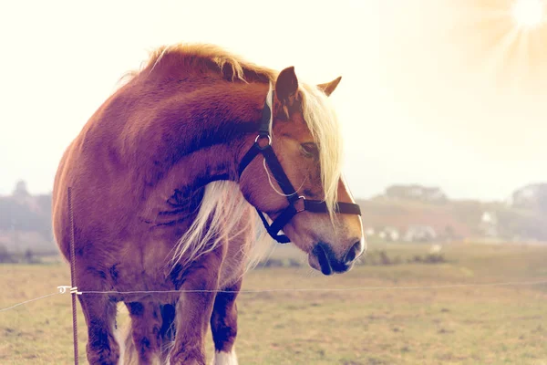 一匹马站在牧场上 — 图库照片