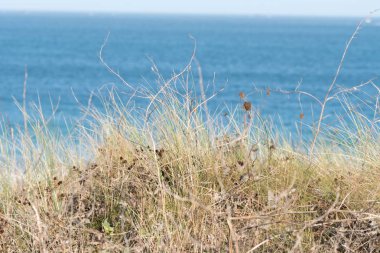 Deniz kenarında bir plaj manzarası