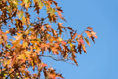 Sonbaharda bir ağaç ve yapraklar