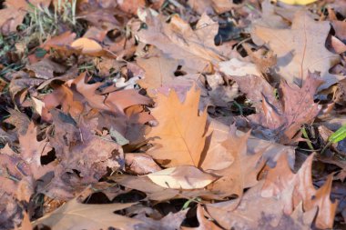 Sonbahar, ruh hali ve bir ağaçtan yapraklar