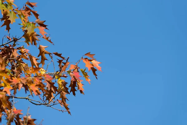 Sonbaharda bir ağaç ve yapraklar