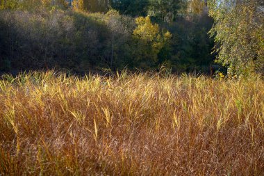 Sonbaharda altın buğday tarlası