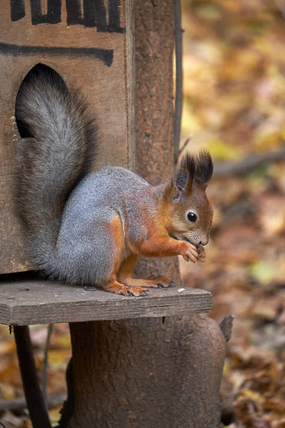 秋天公园里的松鼠 — 图库照片