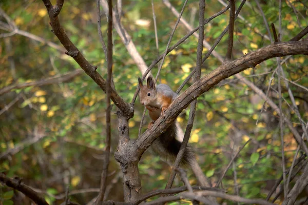 木の上の俊敏なリス — ストック写真