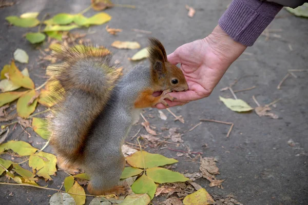 다람쥐는 사람의 손으로 먹는다 — 스톡 사진