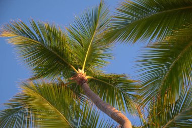 Mavi gökyüzünde palmiye ağacı