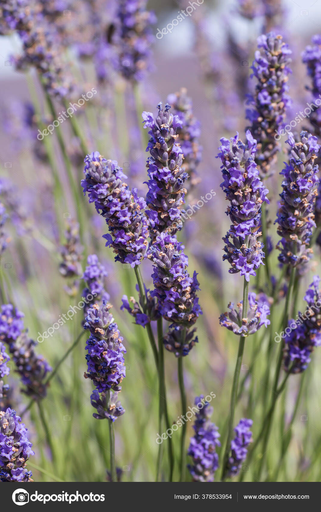 Purple Lavender Flowers Bloom Stock Photo by ©jessicahyde 378533954