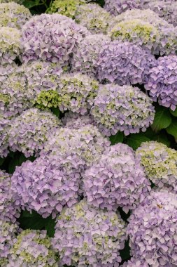 Mor renkli ortanca çiçekleri açıyor. 