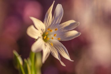 Strellaria holostea çiçeğinin ayrıntıları. 