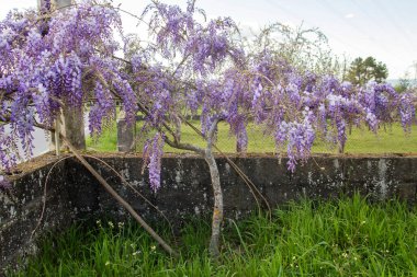 Wisteria purple flowers blooming in spring  clipart