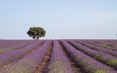 Lavender flowers rows blooming in La Alcarria, Spain clipart