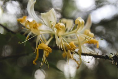 Detail of wild honeysucke creamy yellowish flowers blooming  clipart