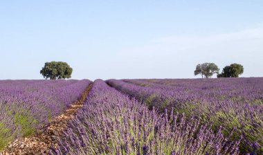 La Alcarria, İspanya 'daki lavanta tarlaları
