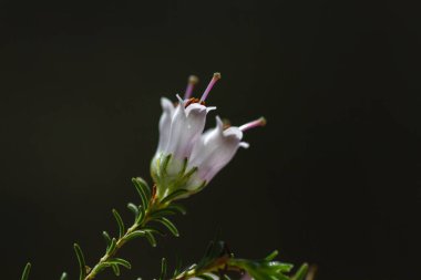 Erica Arborea 'nın ya da ağaç fundalığının ayrıntıları İlkbaharda açan beyaz çiçekler, kopyalama alanı. 