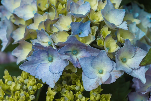 Detail Blauer Hortensienblüten — Stockfoto