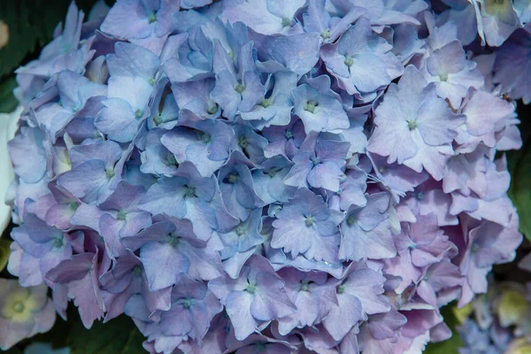 Деталь Квітів Гортензії Синьо Фіолетових — стокове фото