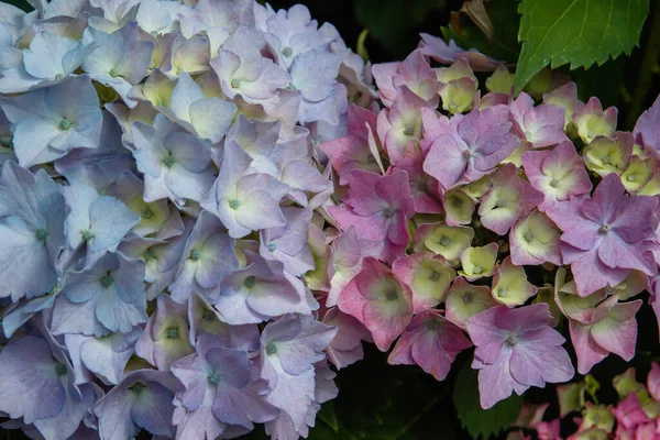 Blue Pink Purplish Hydrangea Flowers Blooming — Stock Photo, Image